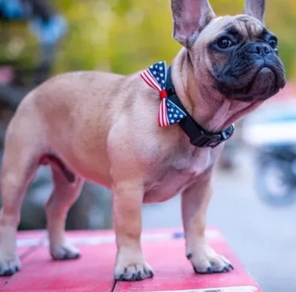 French Bulldog as mayor of Kentucky